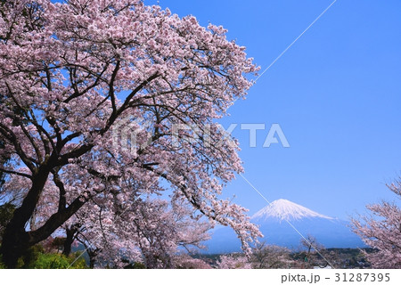 富士山と桜 富士山と桜 31287395