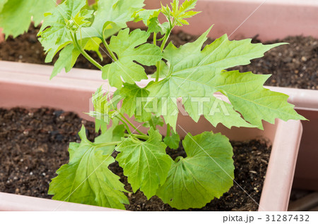 ゴーヤ 苗 ニガウリ プランター ゴーヤ 苗 ニガウリ プランター 31287432