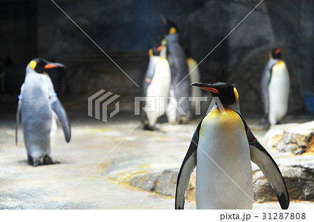 長崎ペンギン水族館（長崎県長崎市） 31287808