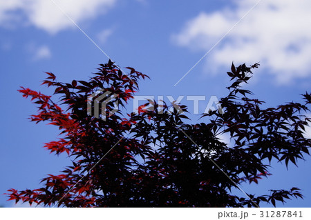 カラフルなモミジ カラフルなモミジ 31287841