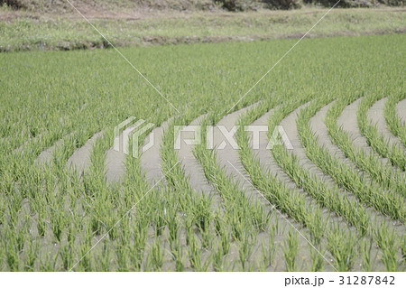 田んぼ 田んぼ 31287842