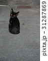 野良猫の黒猫  31287869