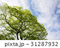 緑の木々と青空 31287932