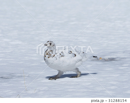 春のライチョウ雌 31288154