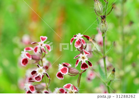 マンテマ 31288262