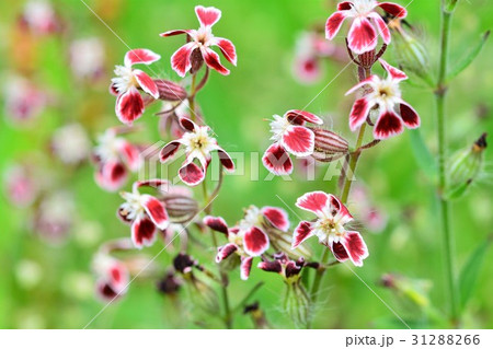 マンテマ マンテマ 31288266