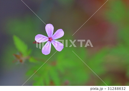 ヒメフウロ ヒメフウロ 31288632