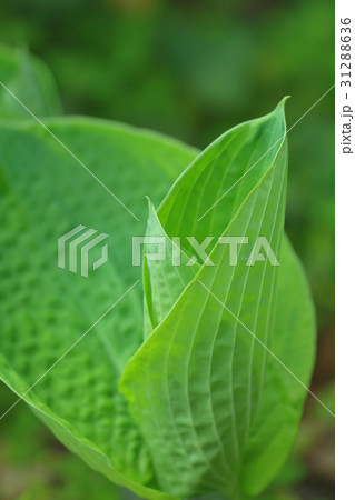 ギボウシ 31288636