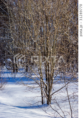 winter landscape in the park on a sunny day winter landscape in the park on a sunny day 31289770