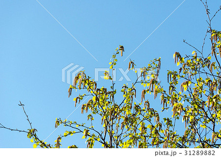 シラカバ花粉 31289882