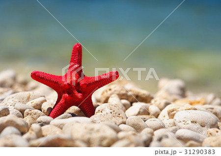 Summer beach with starfish. background sea. 31290383