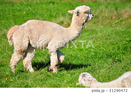 Alpaca on green grass 31290472