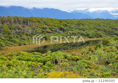 New Zealand South Island West Coast 31290505