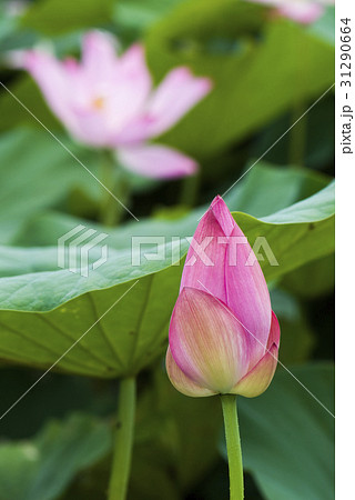 Lotus Flower Lotus Flower 31290664