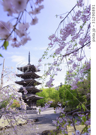 桜が満開春爛漫の定義山西方寺の五重塔 桜が満開春爛漫の定義山西方寺の五重塔 31290891