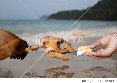 Do not feed the marine life. Do not feed the marine life. 31290904