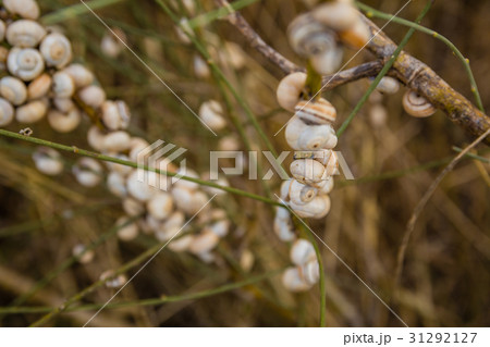 Many snails attached to a branch at sunset Many snails attached to a branch at sunset 31292127