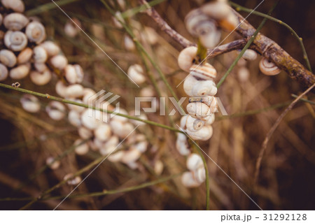 Many snails attached to a branch at sunset  31292128