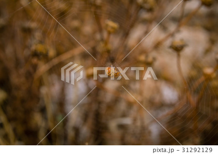 spider sitting in the middle of the spiderweb 31292129