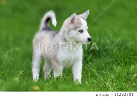 Cute little husky puppy Cute little husky puppy 31292201