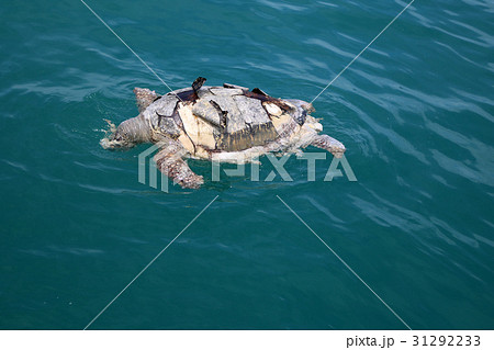 Dead sea turtles in the ocean. Dead sea turtles in the ocean. 31292233