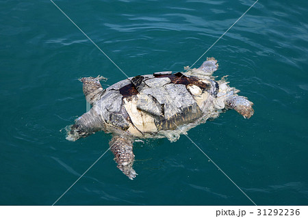 Dead sea turtles in the ocean. Dead sea turtles in the ocean. 31292236