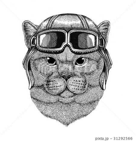 Brithish noble cat wearing leather helmet Aviator Brithish noble cat wearing leather helmet Aviator 31292566