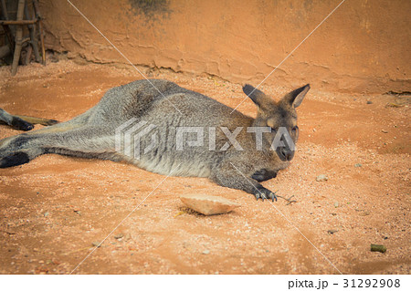 Red-necked wallaby in the zoo Red-necked wallaby in the zoo 31292908