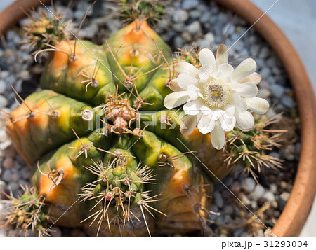 Cactus flower petal pink in the pot. Cactus flower petal pink in the pot. 31293004