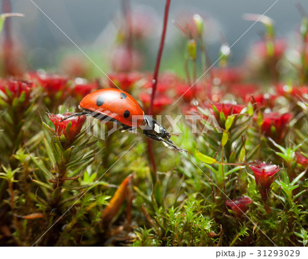 Ladybird get over blossom moss, step two Ladybird get over blossom moss, step two 31293029