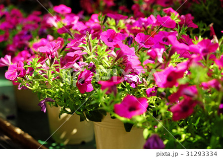 道の駅に咲く花ばな 道の駅に咲く花ばな 31293334