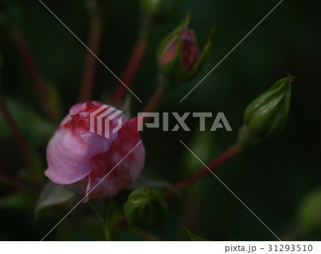 Beautiful pink rose in a garden 31293510