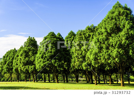 fir and pine trees in Nantou, Taiwan. 31293732
