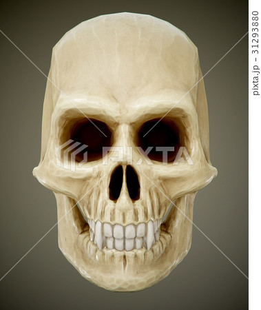 skull skull 31293880