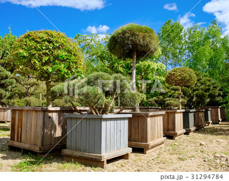 Pine, fir and garden trees, bonsai in boxes. 31294784