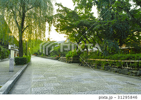 京都　祇園の白川南通と柳 31295846