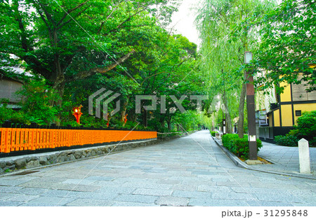 京都　祇園の白川南通と柳 31295848