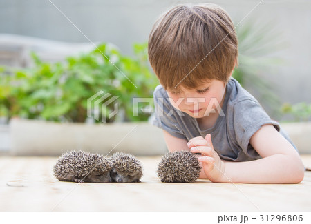 Little boy playing with hedgehog Little boy playing with hedgehog 31296806