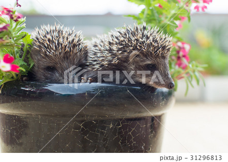 Two Hedgehog in pot flowers Two Hedgehog in pot flowers 31296813