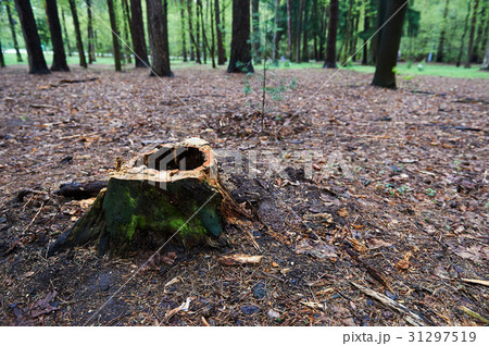 Stump with a hole ,rotten, standing in a Park or 31297519