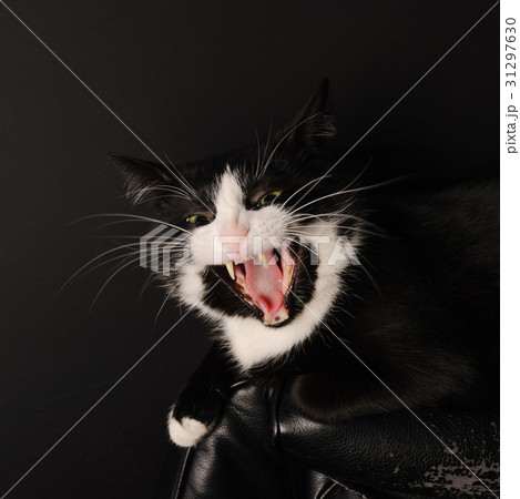 Black and White Cat Predator Licks in the camera Black and White Cat Predator Licks in the camera 31297630