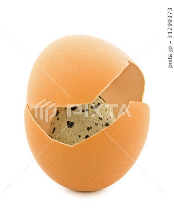 Quail Egg 31299373