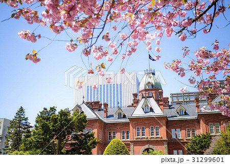 道庁 赤レンガ庁舎(+八重桜) 道庁 赤レンガ庁舎(+八重桜) 31299601