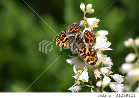 サカハチチョウ サカハチチョウ 31299823