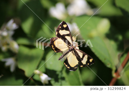 キンモンガ 31299824