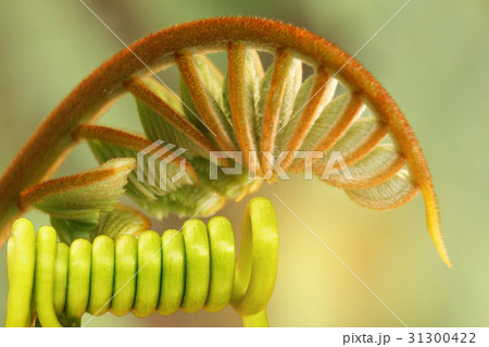 Soft blurred and soft focus treetop of Peltophorum dasyrrhachis, 31300422