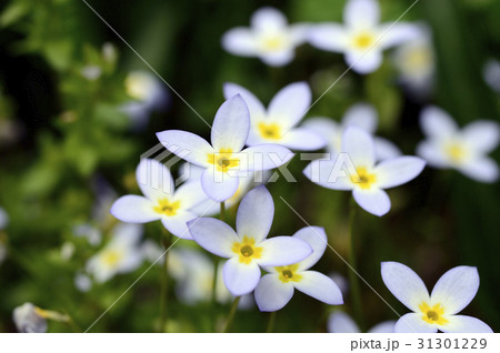 69605 ヒナソウ 69605 ヒナソウ 31301229