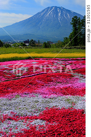 羊蹄山と菜の花と芝桜 羊蹄山と菜の花と芝桜 31301565