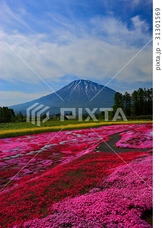 羊蹄山と菜の花と芝桜 羊蹄山と菜の花と芝桜 31301569