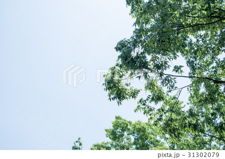 若葉　新緑　森林浴　葉　さわやか　グリーン 31302079